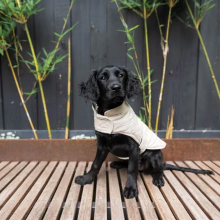 FuzzYard - 絎縫棉質外套(米色）