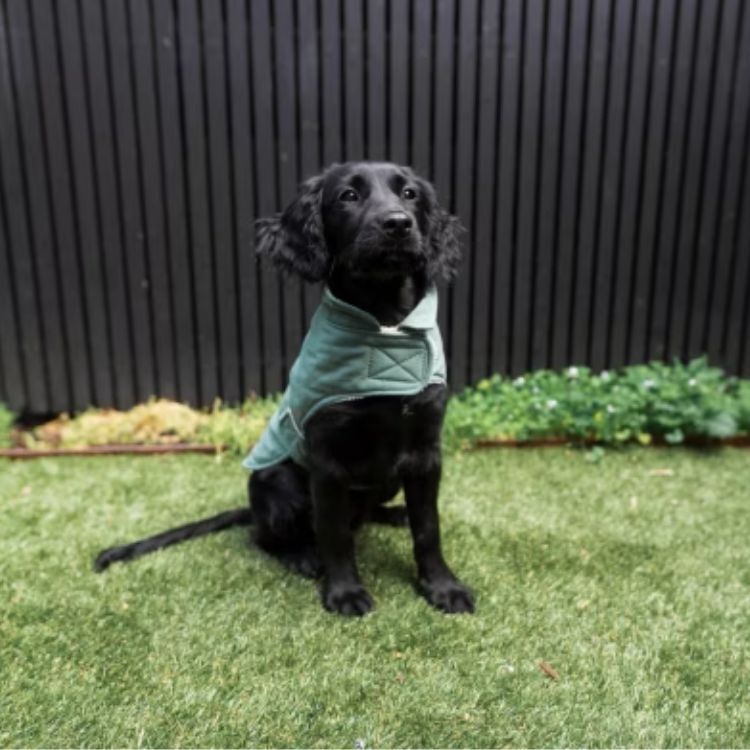 FuzzYard - 絎縫棉質外套(橄欖綠）