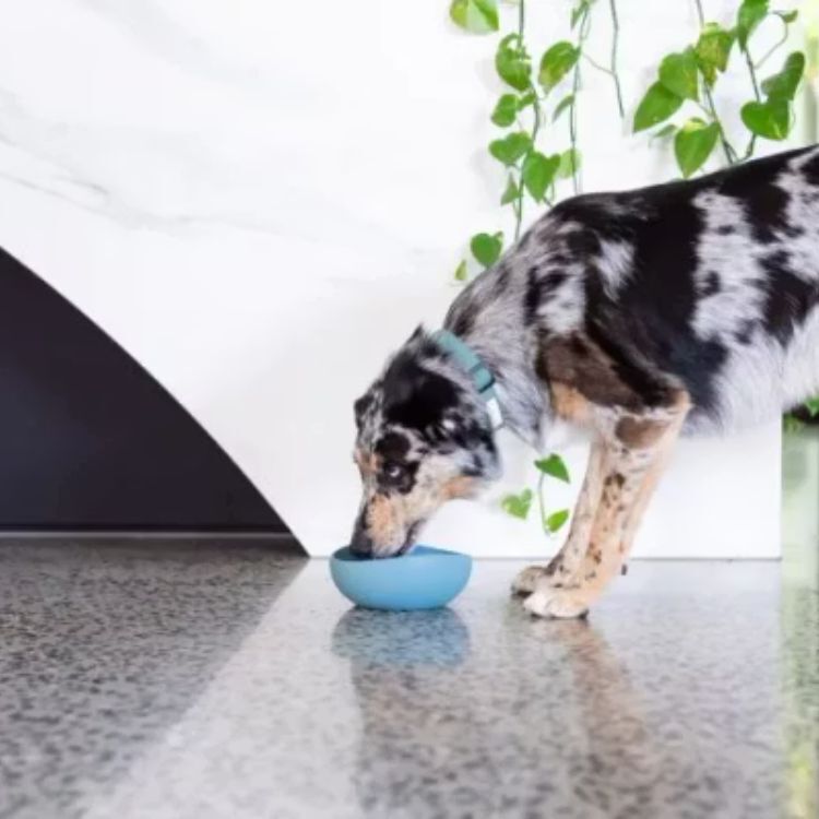 FuzzYard - 矽膠耐熱碗(三色）