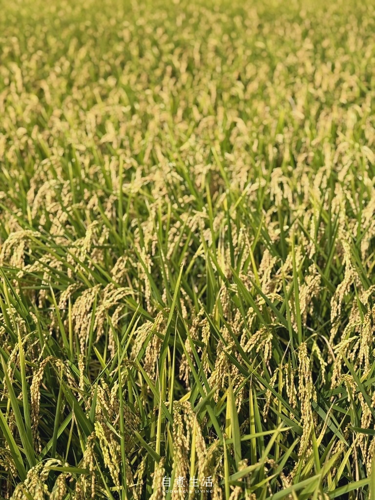 海島隱食文化講座｜百年稻浪系列活動  - 《流淌台灣之心》新書分享Ｘ濁水溪風土飯糰品嚐會 ft. 蔡嘉陽老師