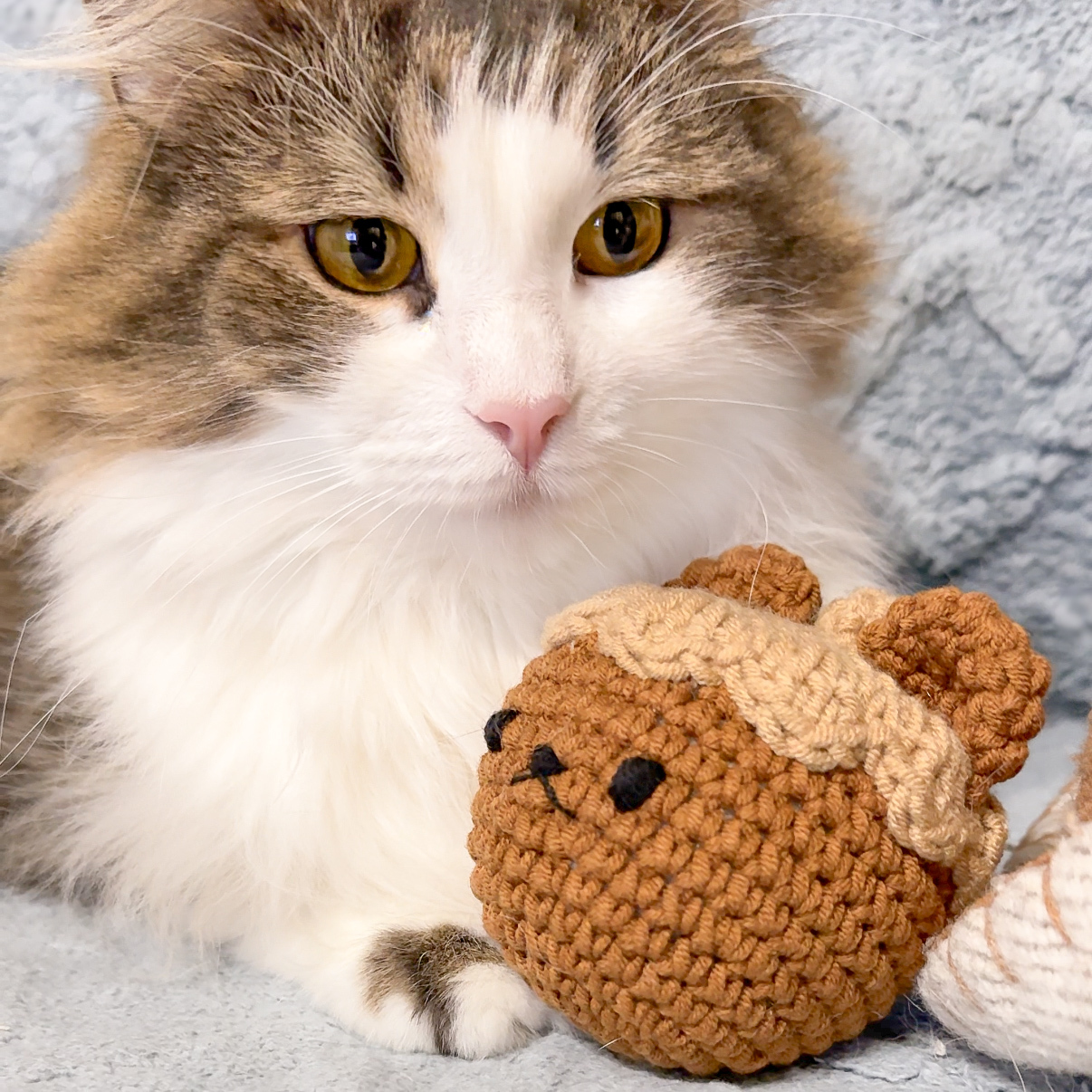 橡實熊熊｜貓咪專屬版