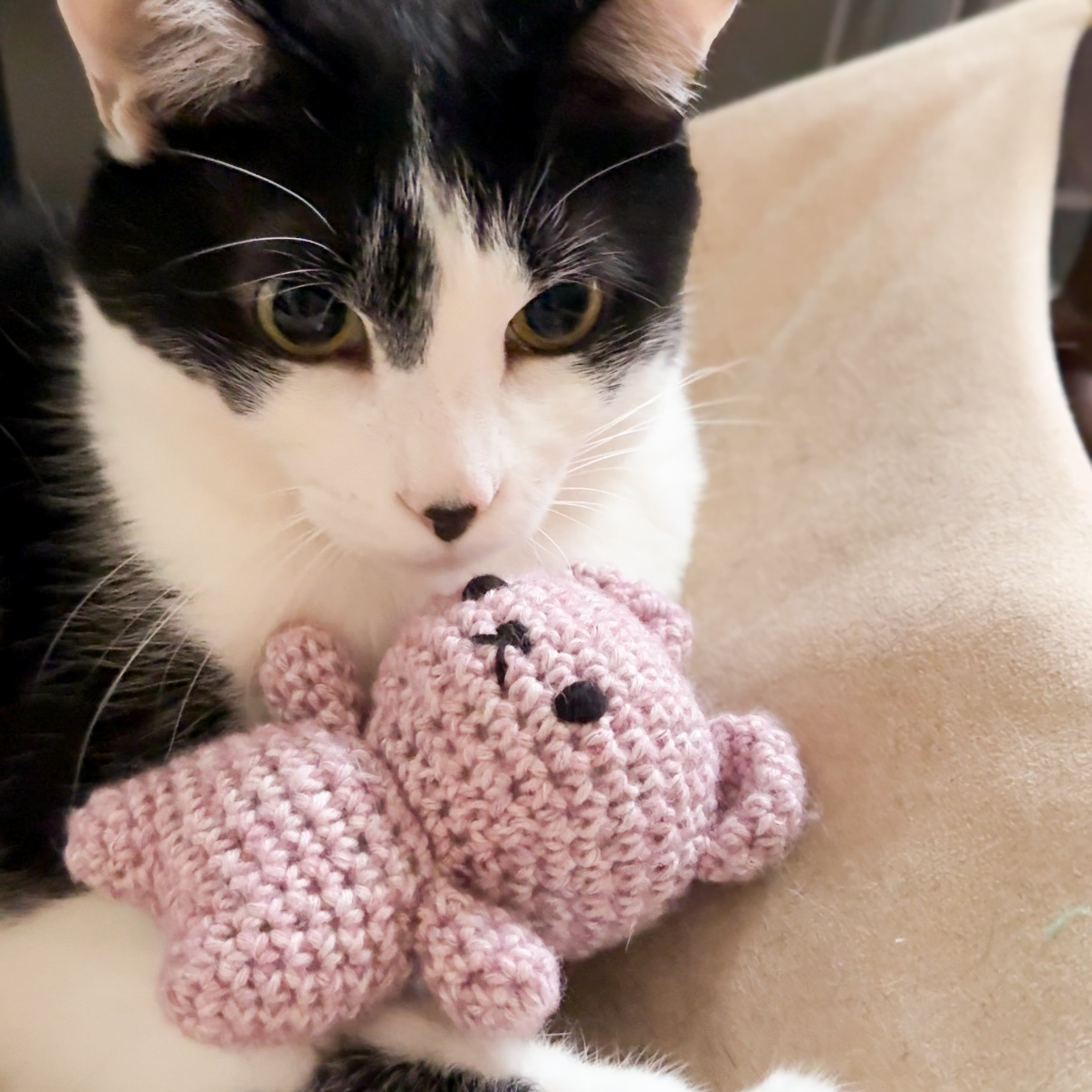 Lychie 的小禮物｜貓咪專屬版