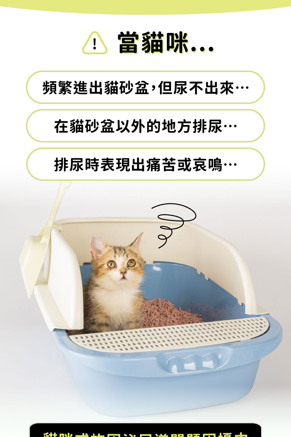 貓咪尿不出來、常尿在貓砂盆外、排尿不順哀鳴需注意|可沛可泌保