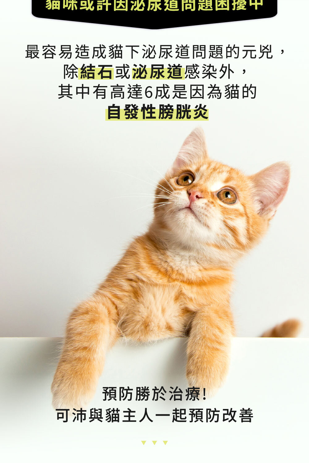 貓下泌尿道常見自發性膀胱炎、結石與泌尿道感染|可沛可泌保
