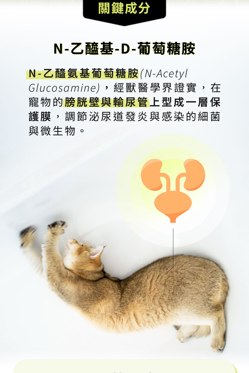 乙醯葡萄糖胺在膀胱與輸尿管形成保護膜|可沛可泌保