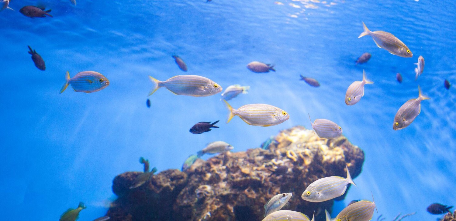 魚類來源的腥味更明顯