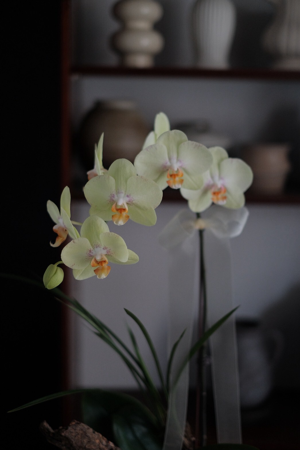 簡｜慢式蘭花（Ｓ）