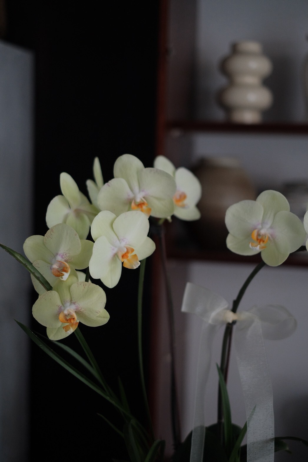 和｜慢式蘭花（Ｍ）