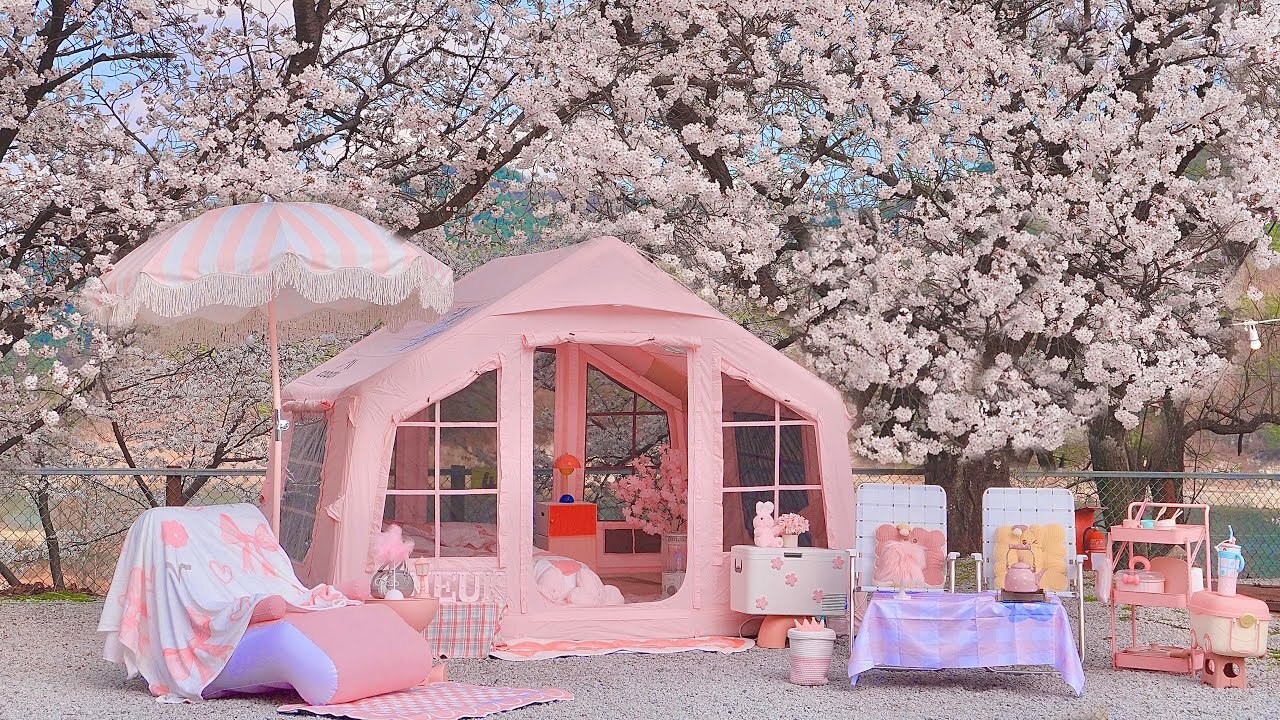 一年只有一次！在美麗的櫻花下搭起8.0充氣帳篷