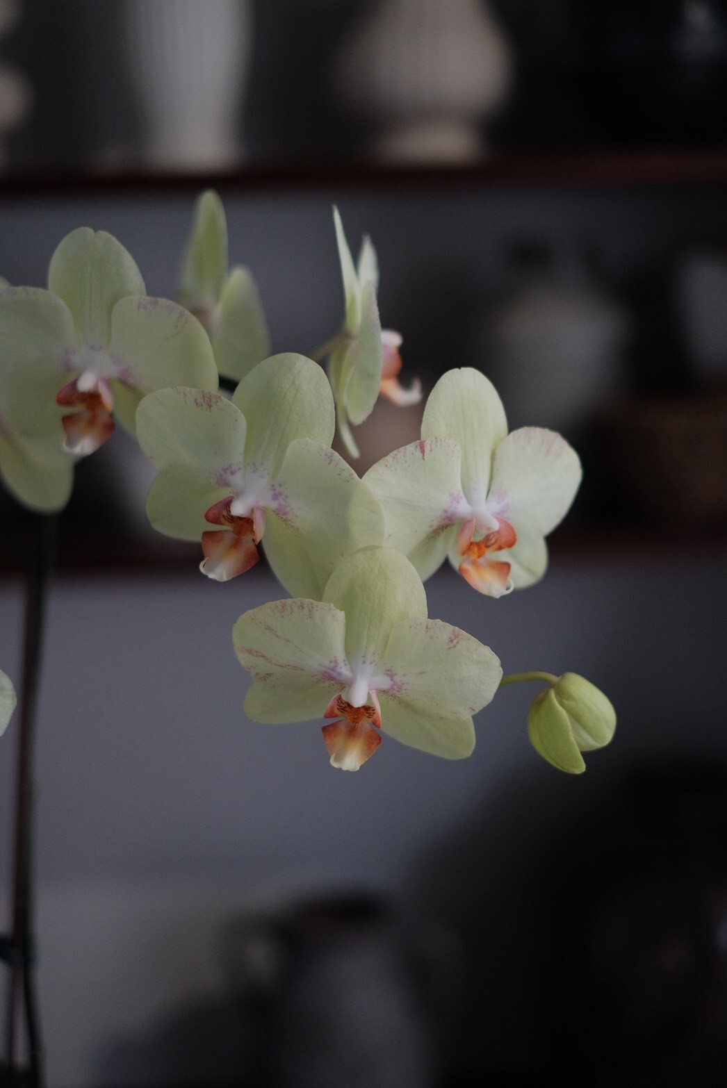 盛｜慢式蘭花（Ｌ）