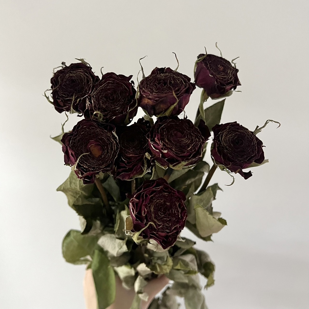 新鮮乾燥玫瑰陸蓮