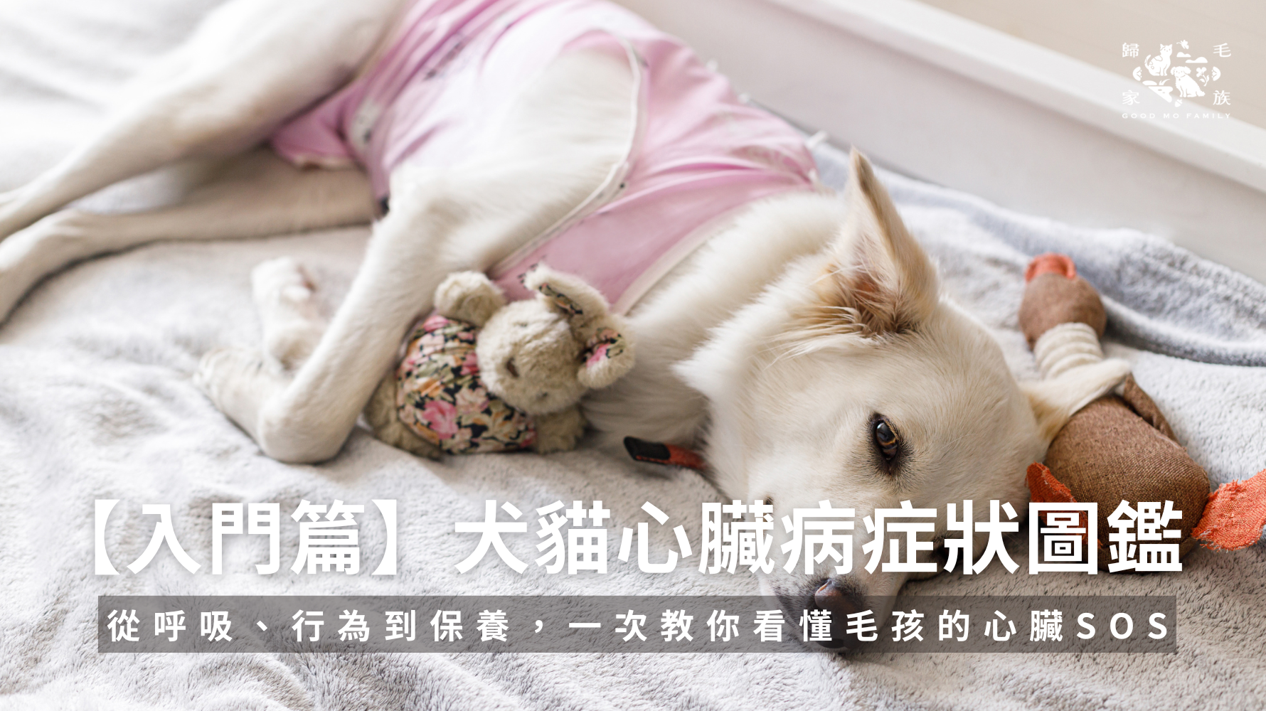 犬貓心臟病症狀圖鑑：從呼吸、行為到保養一次看懂