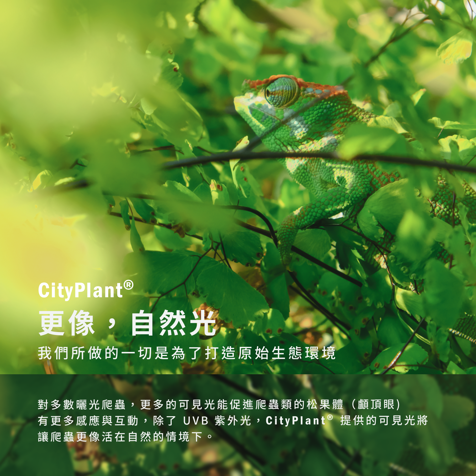 CityPlant S45 全光譜LED