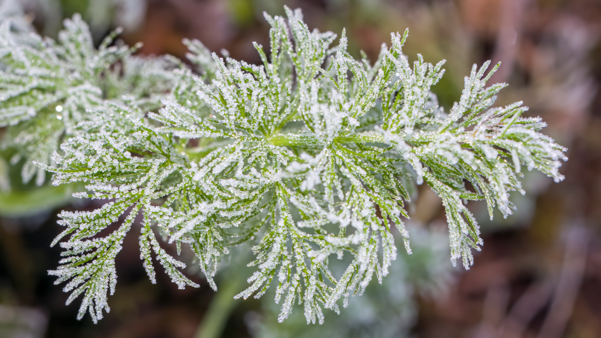 小雪,二十四節氣,秋天,中藥雞湯,雞湯,中藥材,進補,