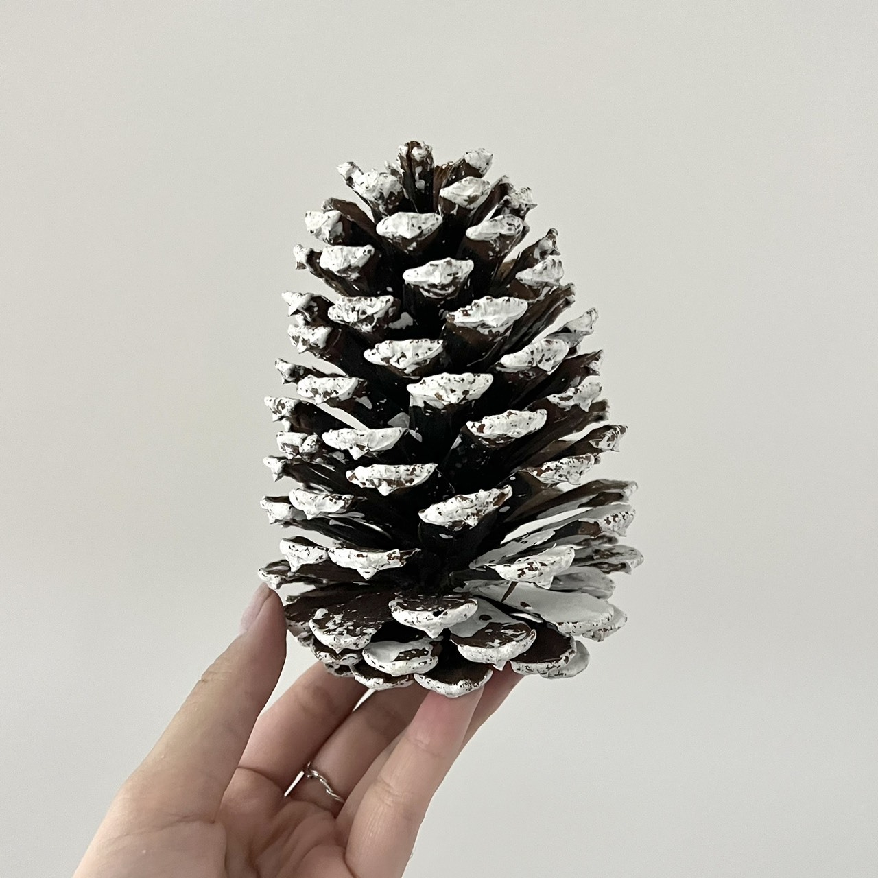 白雪松果15-18公分(單顆)