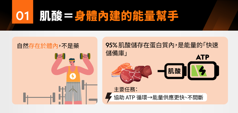 95%肌酸儲存在蛋白質內