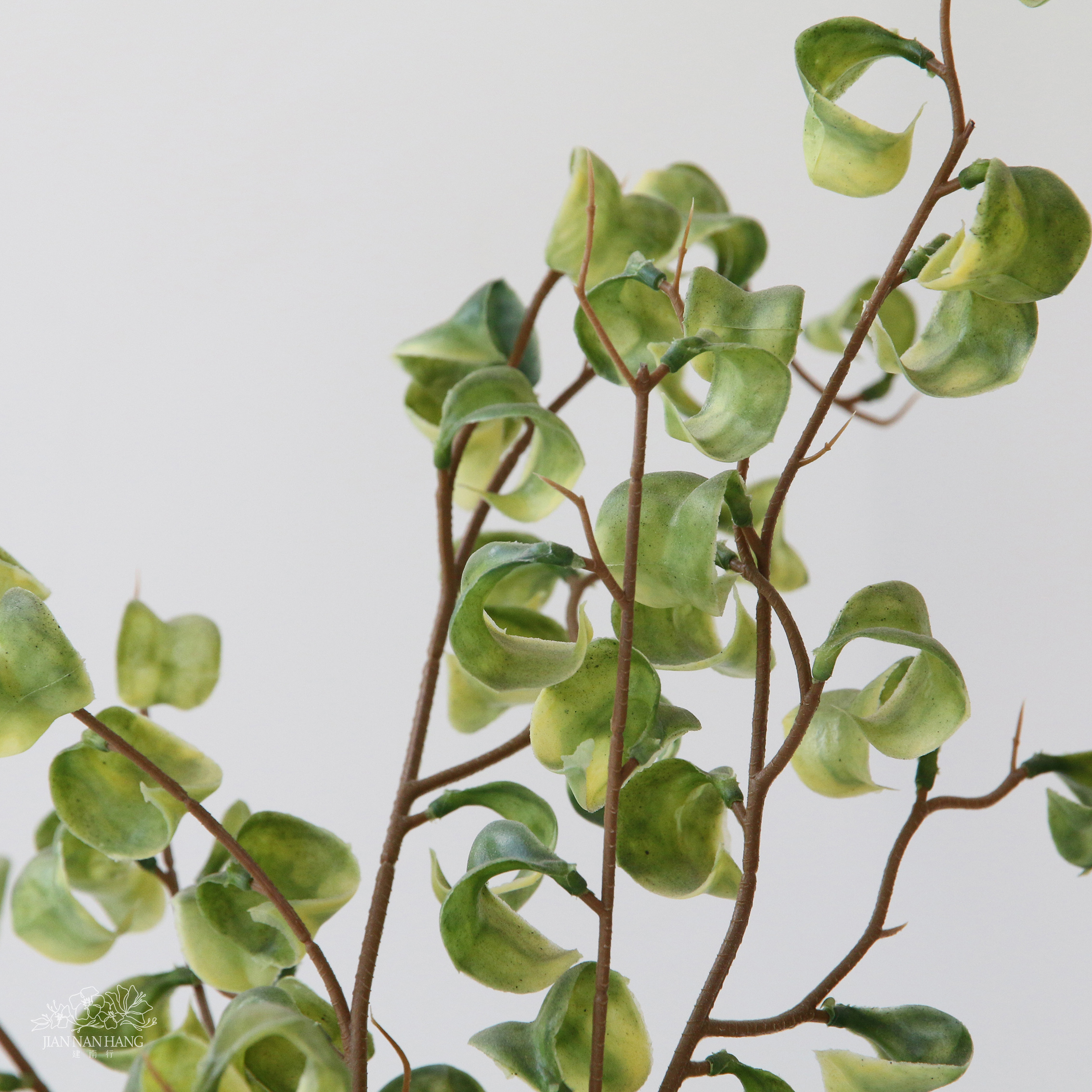 擬真樹  捲葉榕 小型 37cm