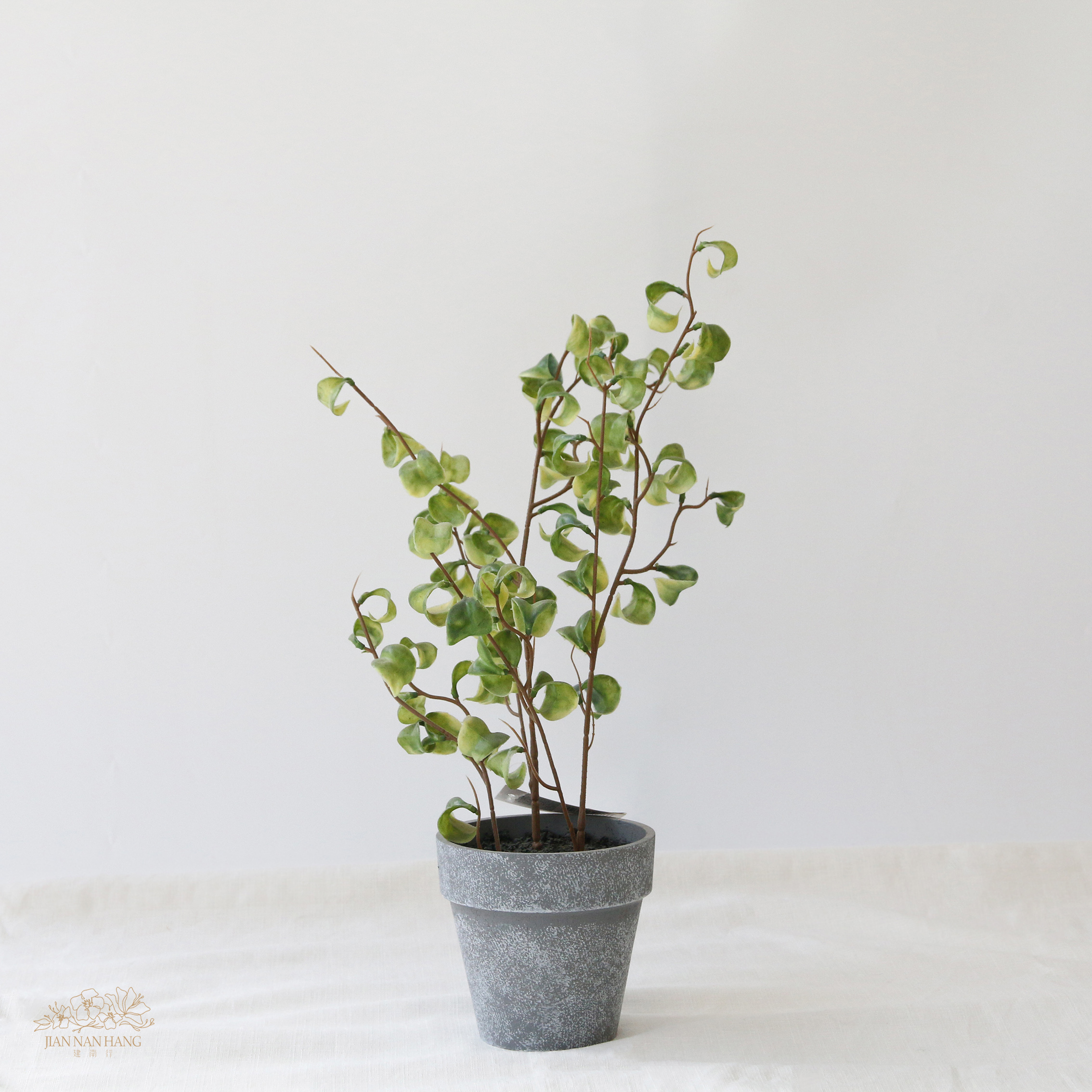 擬真樹  捲葉榕 小型 37cm