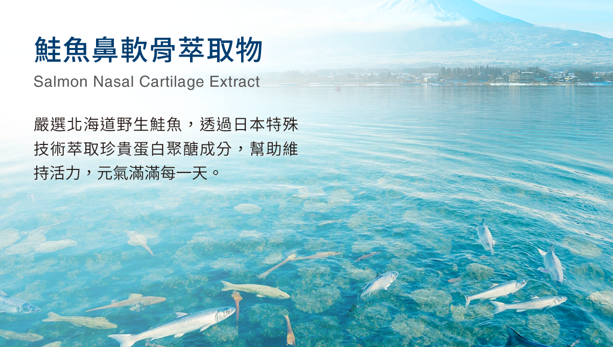 鮭魚鼻軟骨萃取物，嚴選北海道野生鮭魚，透過日本技術萃取珍貴蛋白聚醣成分，幫助維持活力，元氣滿滿每一天。