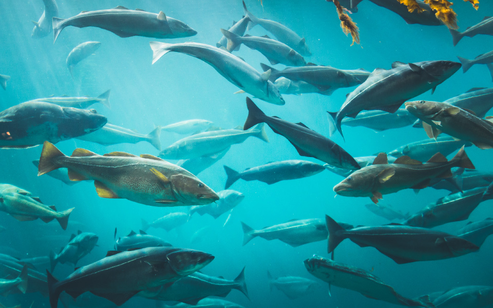 從深海魚萃取的魚油富含許多營養