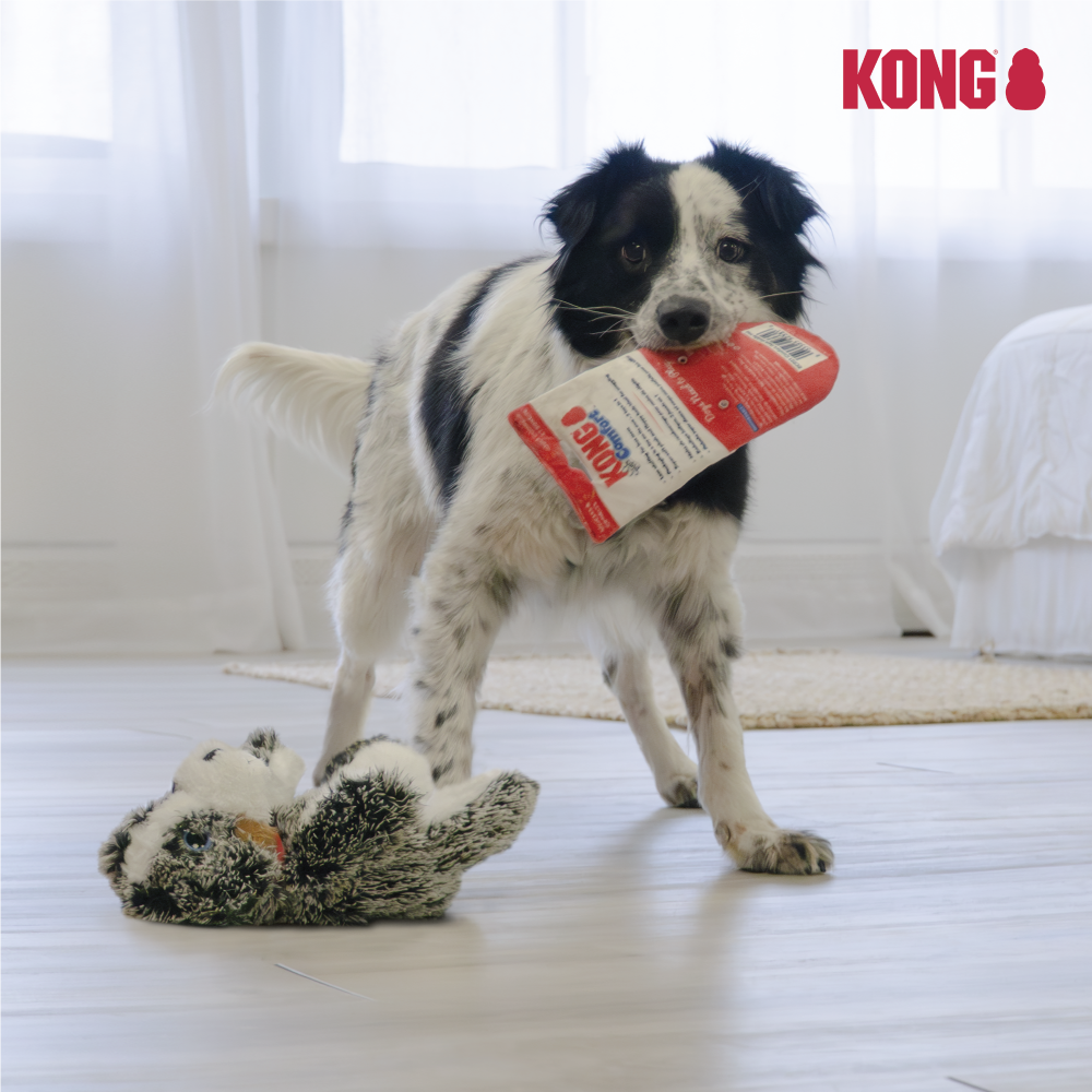 KONG | 舒適幼犬 (牌卡設計造型有塑膠聲)