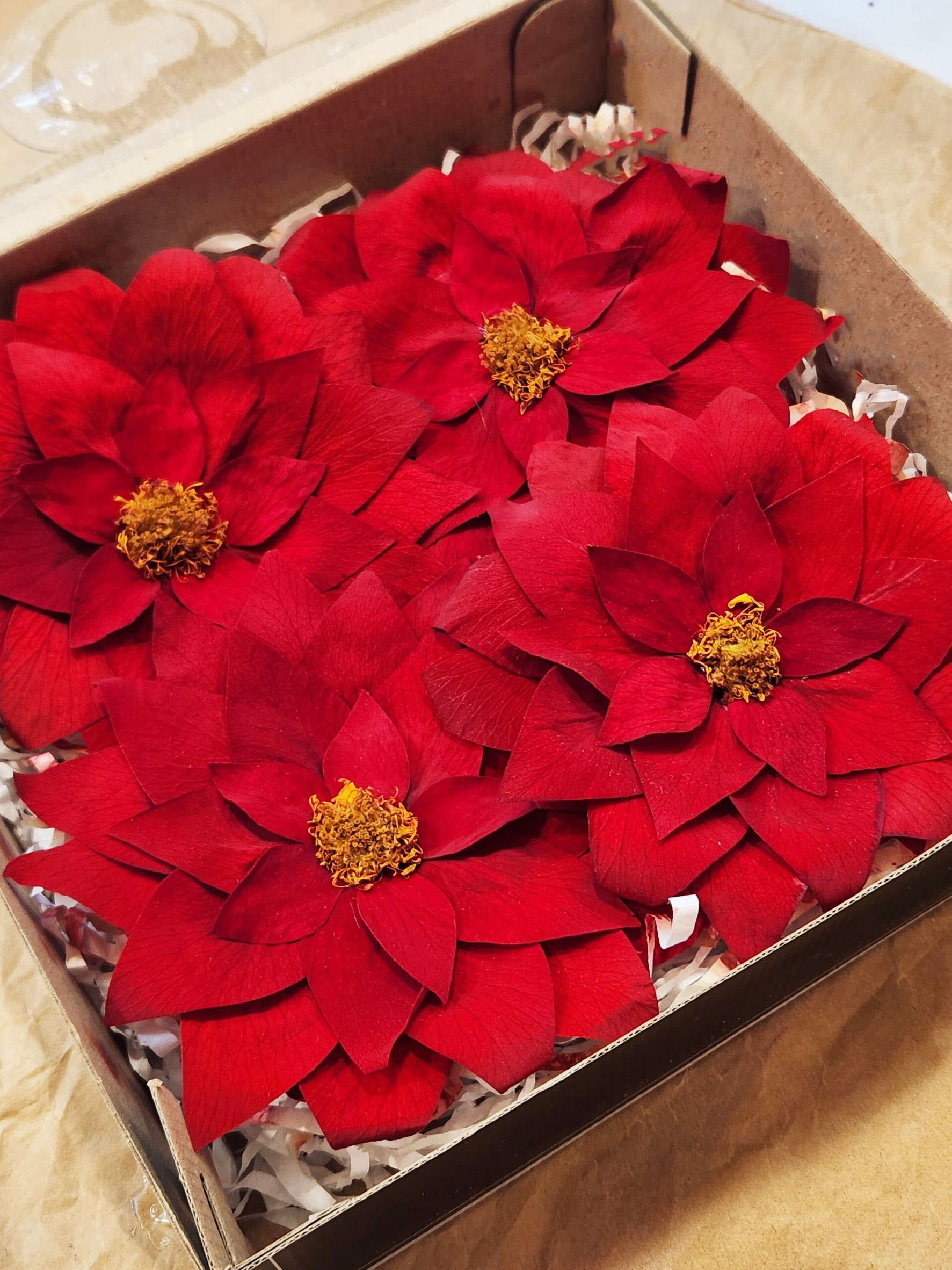 【特價】Rose Amor 永生大理花