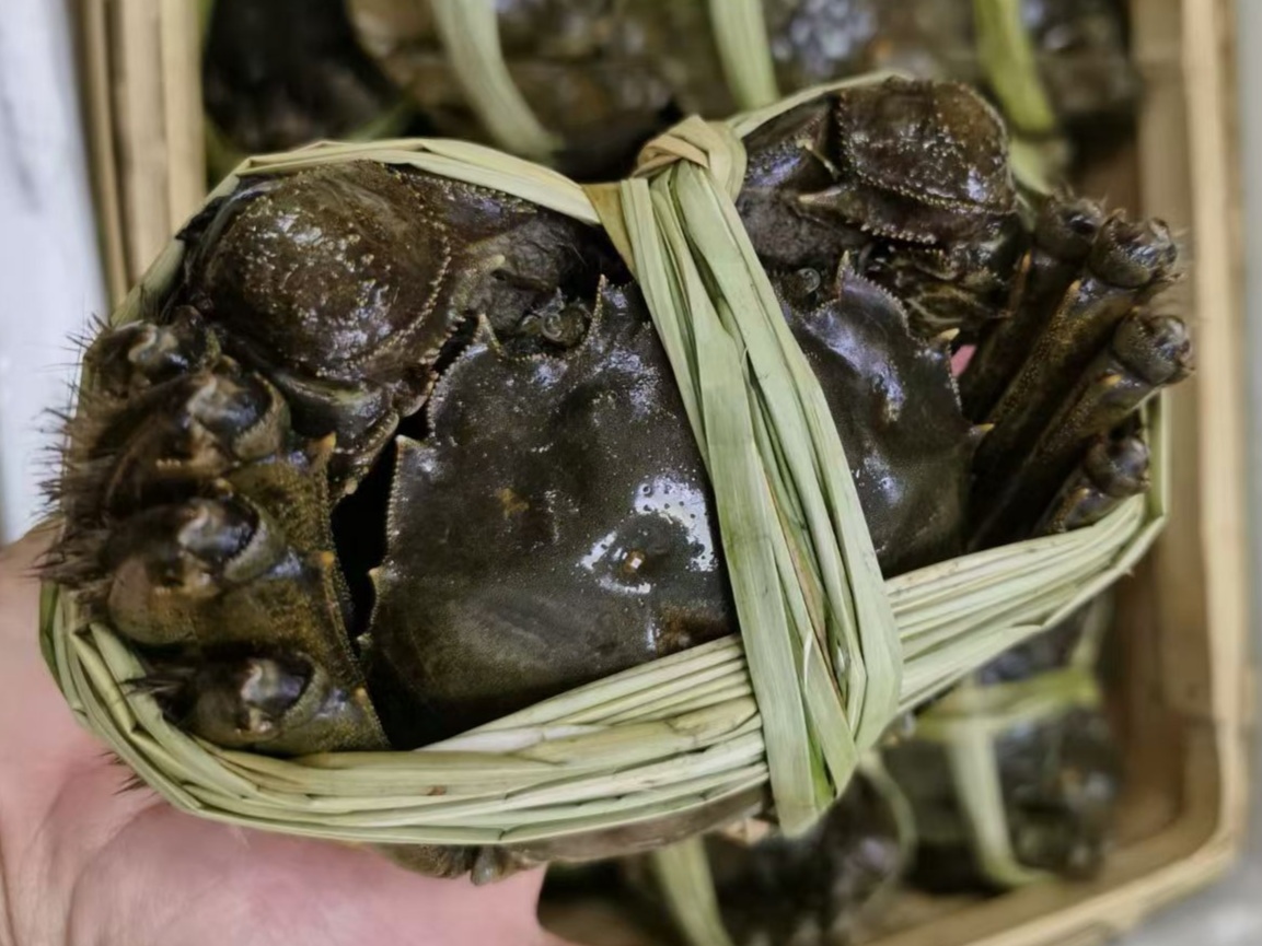 是日精選 - 極品皇(公蟹)