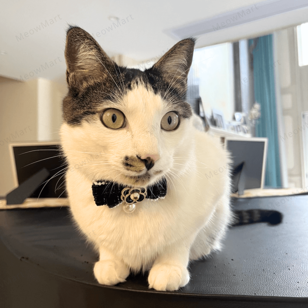 山茶花珍珠貓頸圈