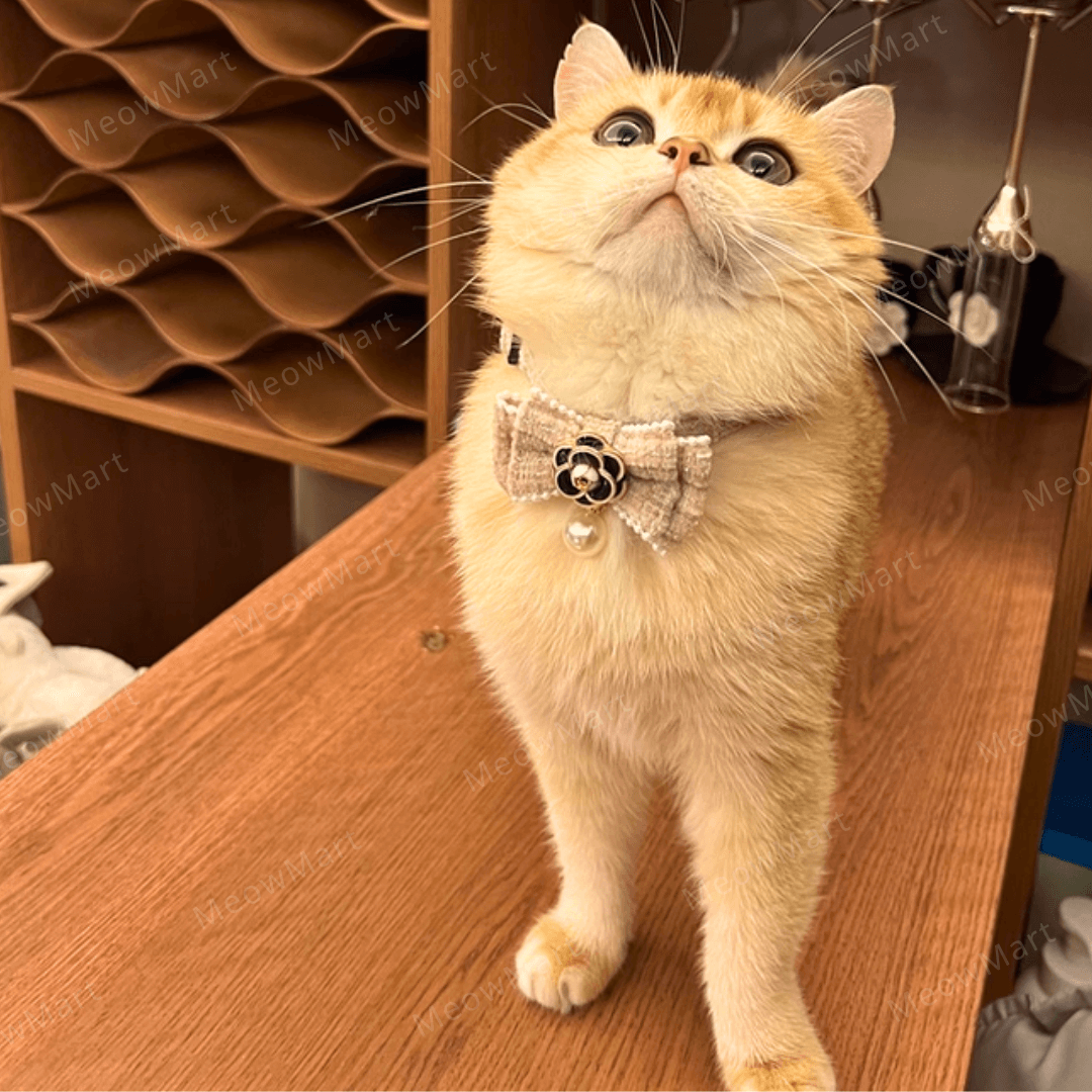 山茶花珍珠貓頸圈