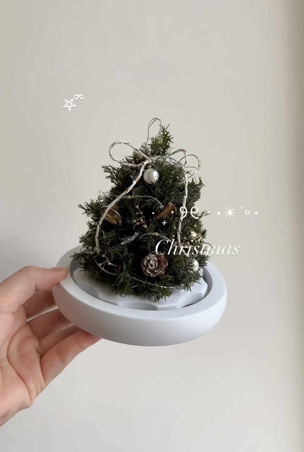 永生聖誕雪松 (Mini)