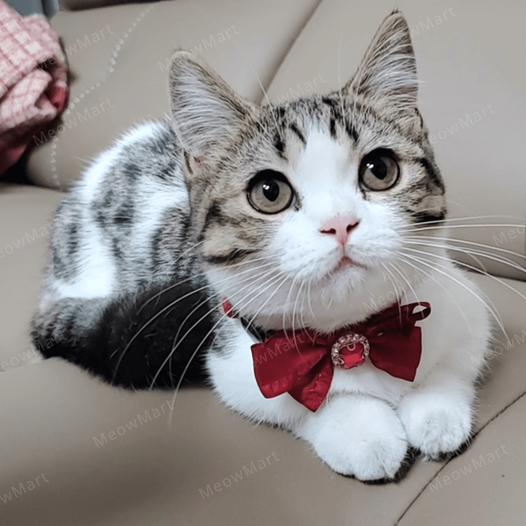 浪漫鑽石蝴蝶結貓頸圈