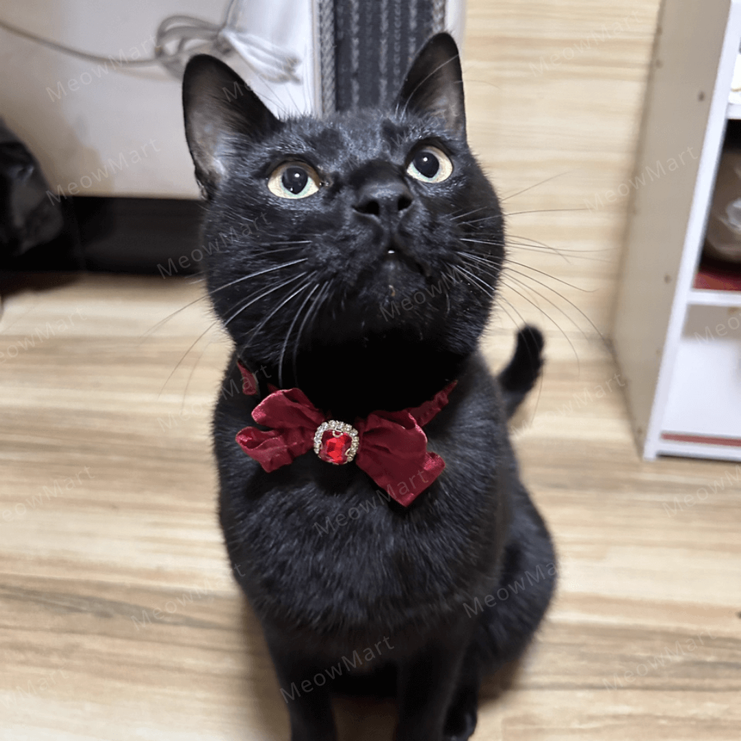 浪漫鑽石蝴蝶結貓頸圈