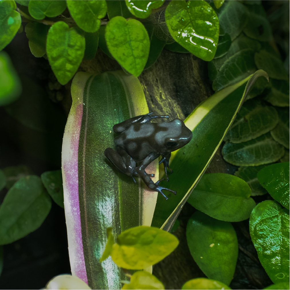 黑白迷彩箭毒蛙