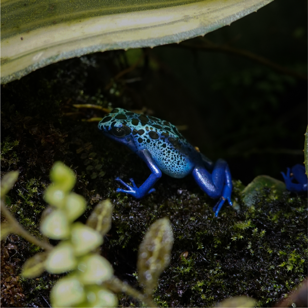 鈷藍箭毒蛙