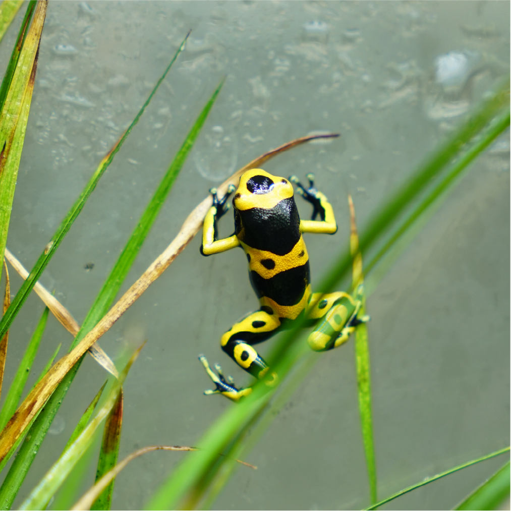 黃帶箭毒蛙／黃條箭毒蛙