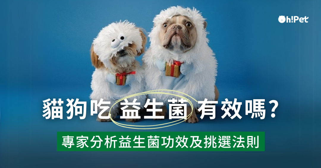 貓狗吃益生菌有效嗎？專家解析益生菌功效及挑選法則