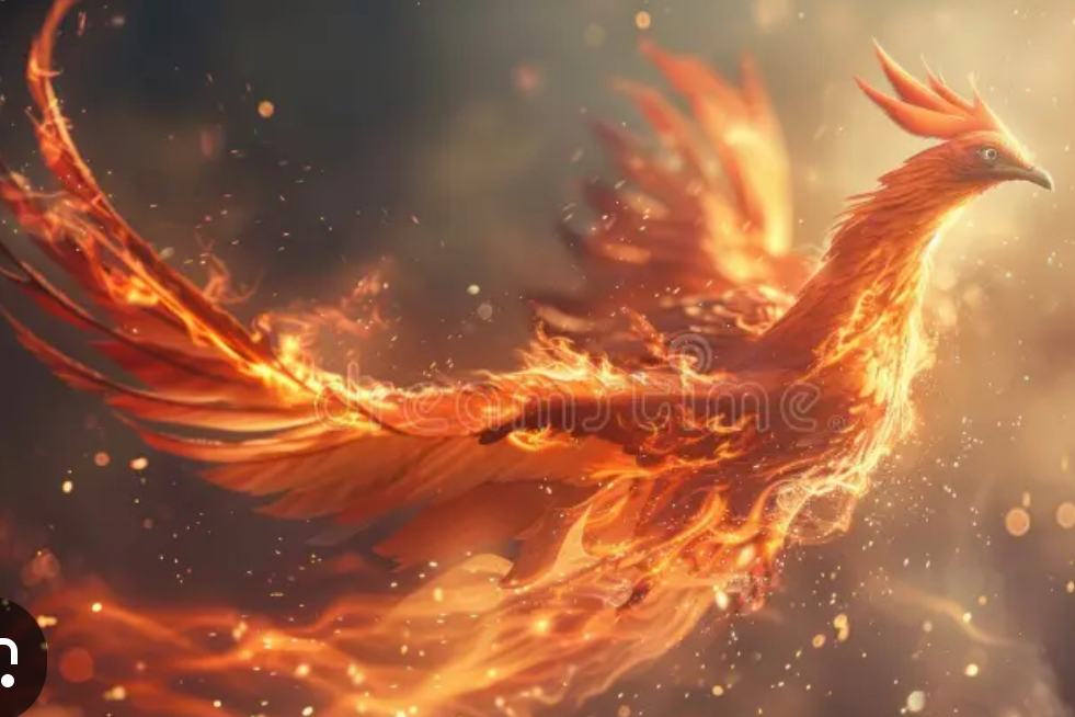 重磅推出～鳳凰日曬藝伎買一送一