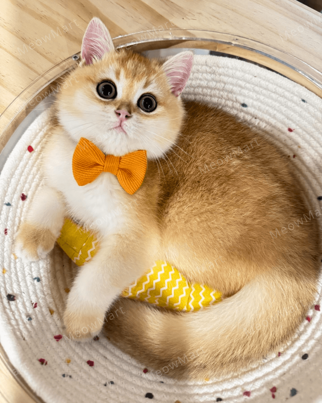 【現貨8折】雙色蝴蝶結貓頸圈