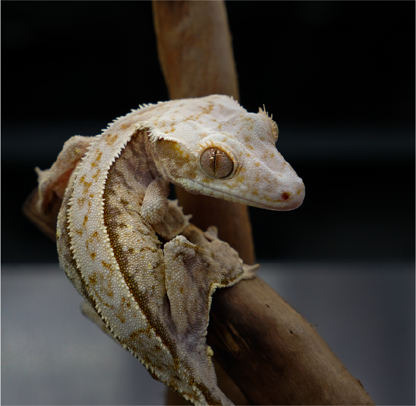 睫角守宮－奶油三色