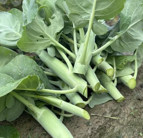 本地有機芥蘭（荷塘芥蘭） (斤)