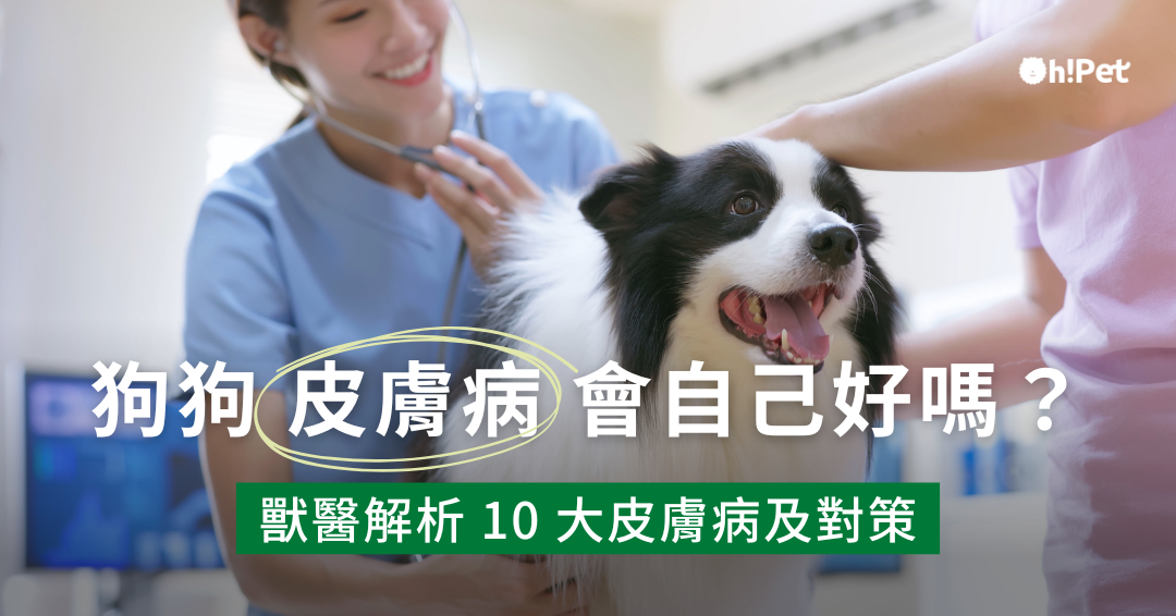 狗狗皮膚病怎麼辦 會自己好嗎