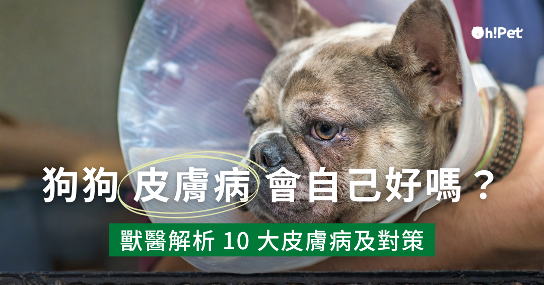狗狗皮膚病怎麼辦 會自己好嗎