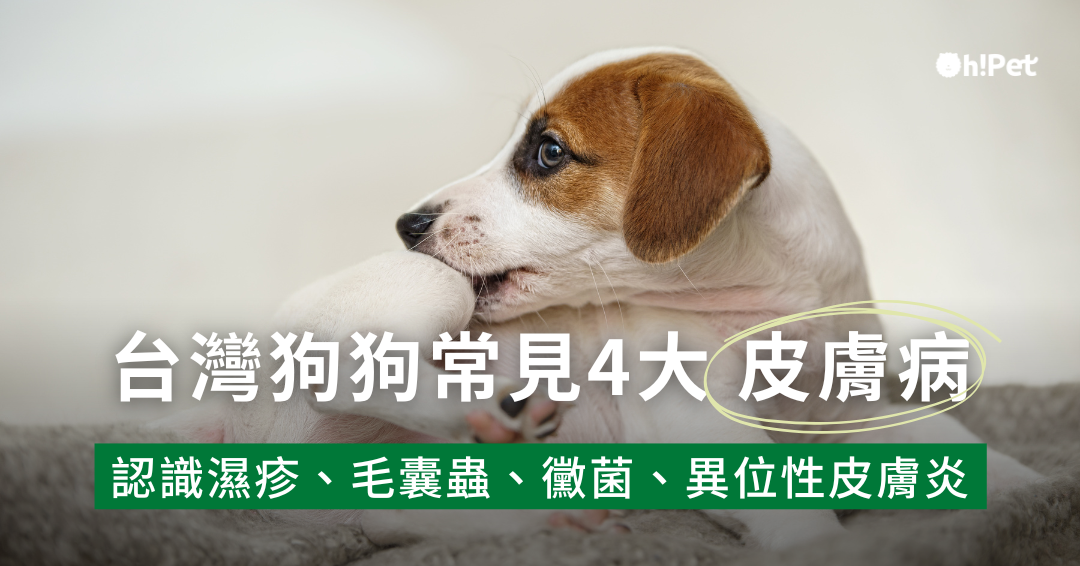 台灣狗狗常見四大皮膚病