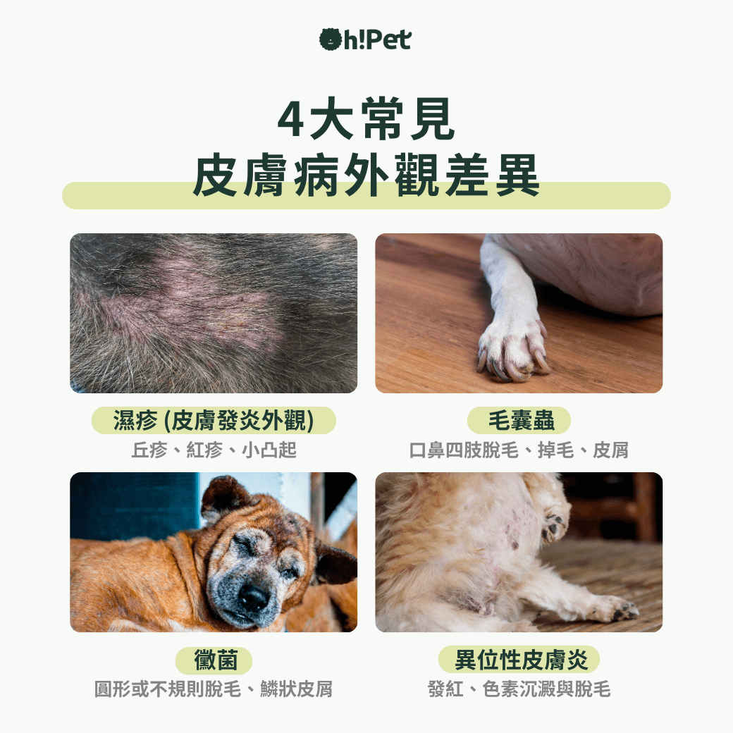 4大皮膚病外觀差異