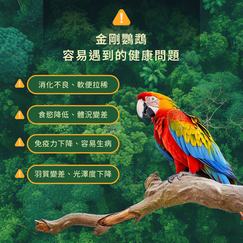 飼養金剛鸚鵡容易遇到的常見問題