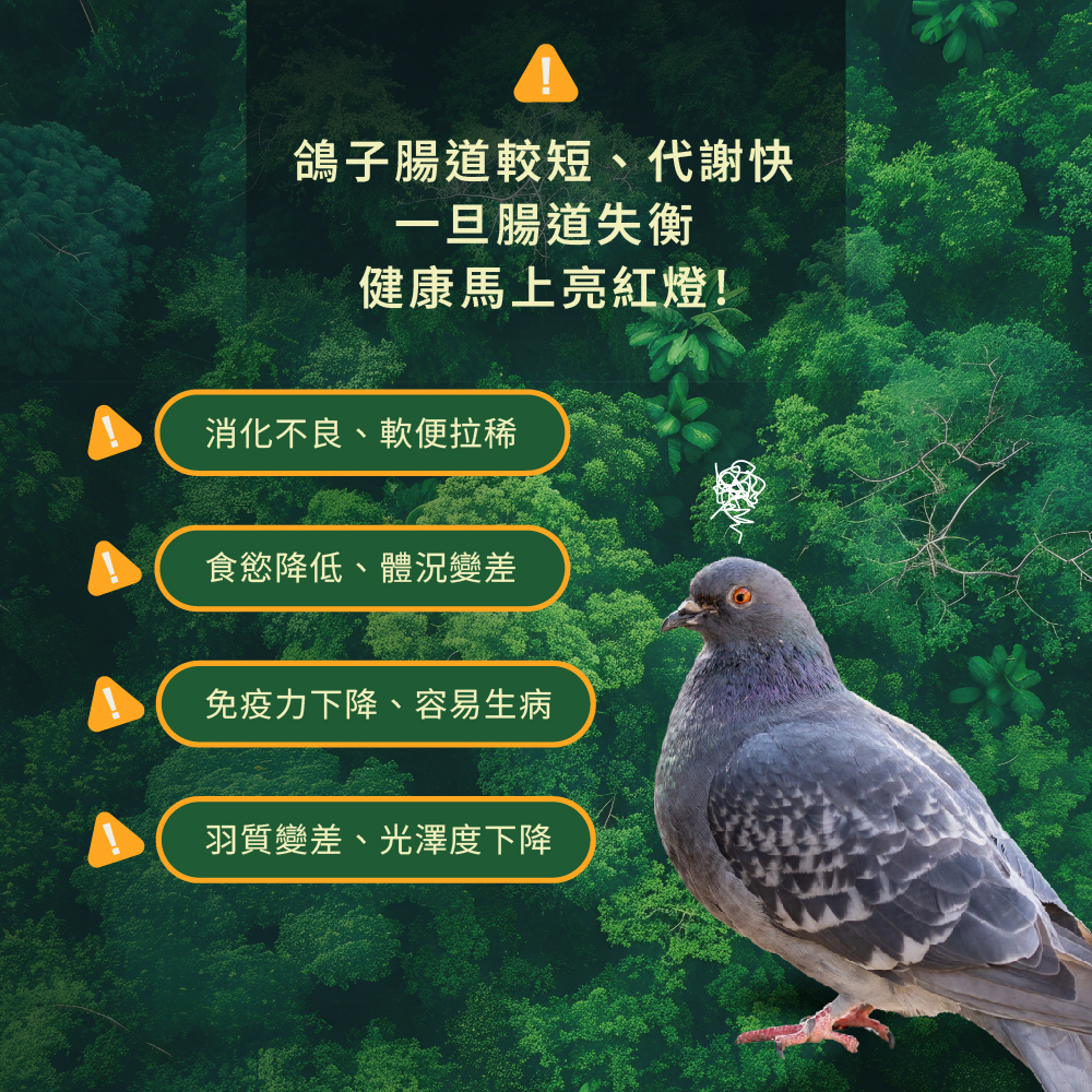 飼養鴿子容易遇到的常見問題