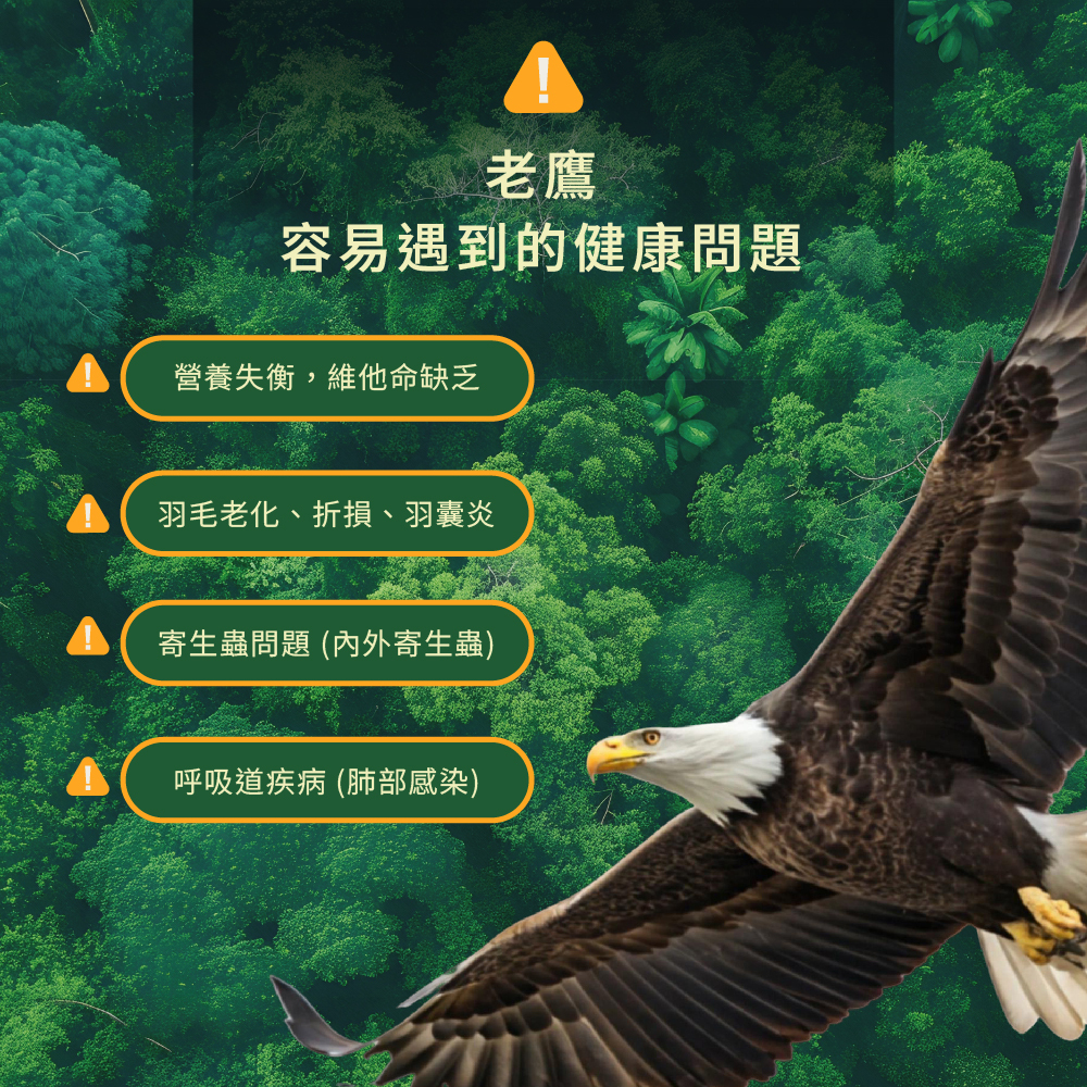 老鷹會有的常見身體問題