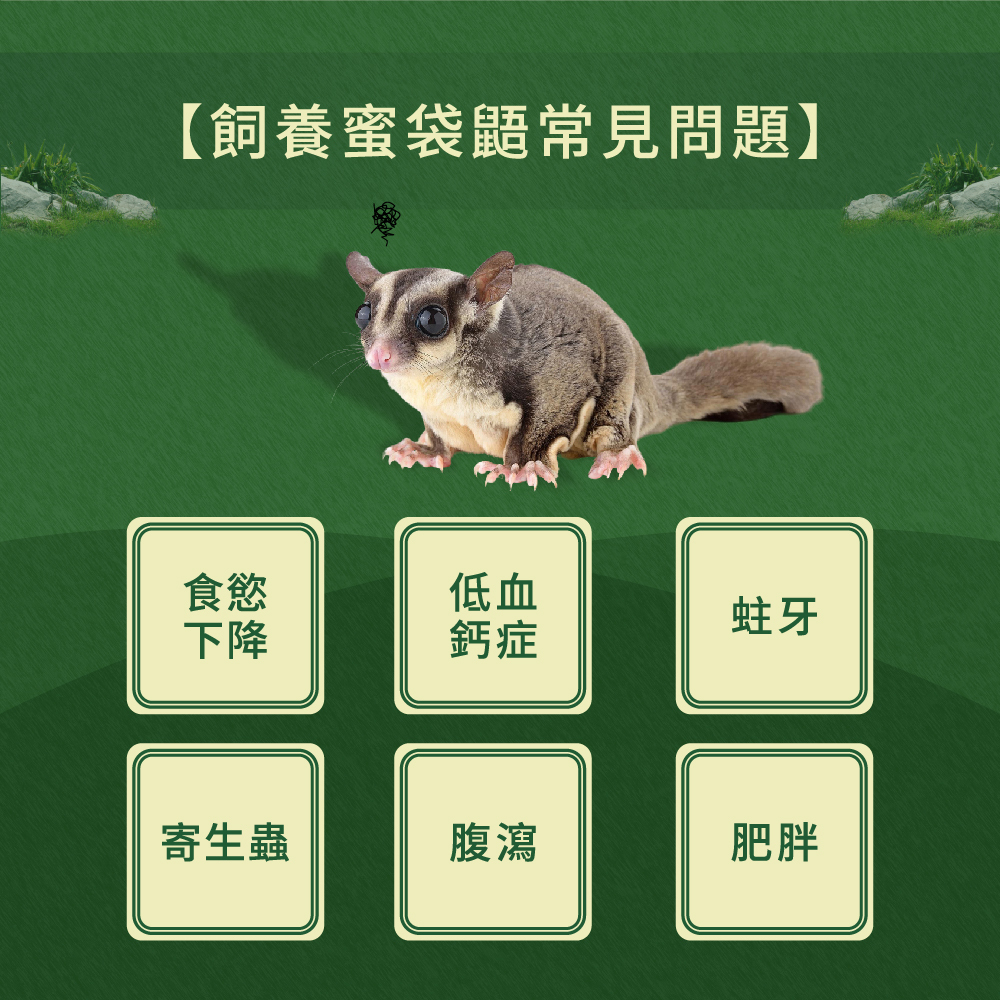 飼養蜜袋鼯會遇到的常見問題