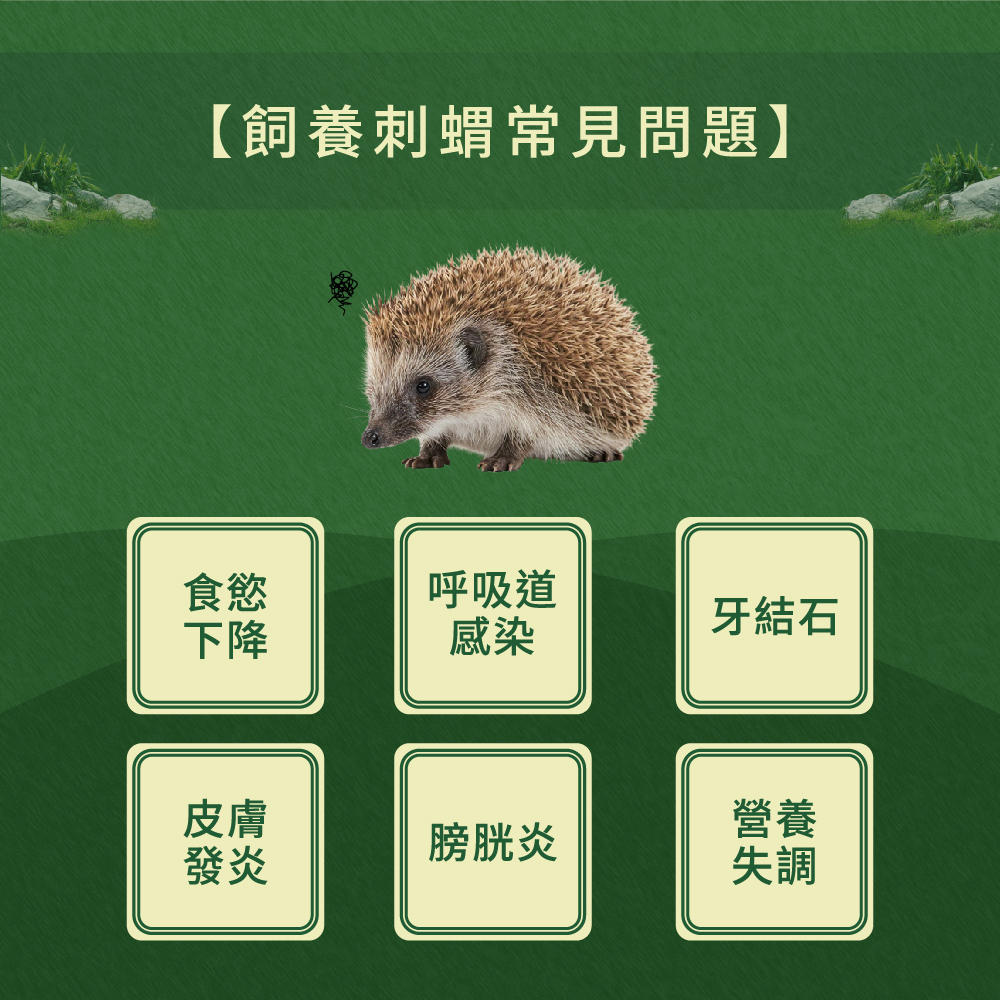 飼養刺蝟會遇到的常見問題