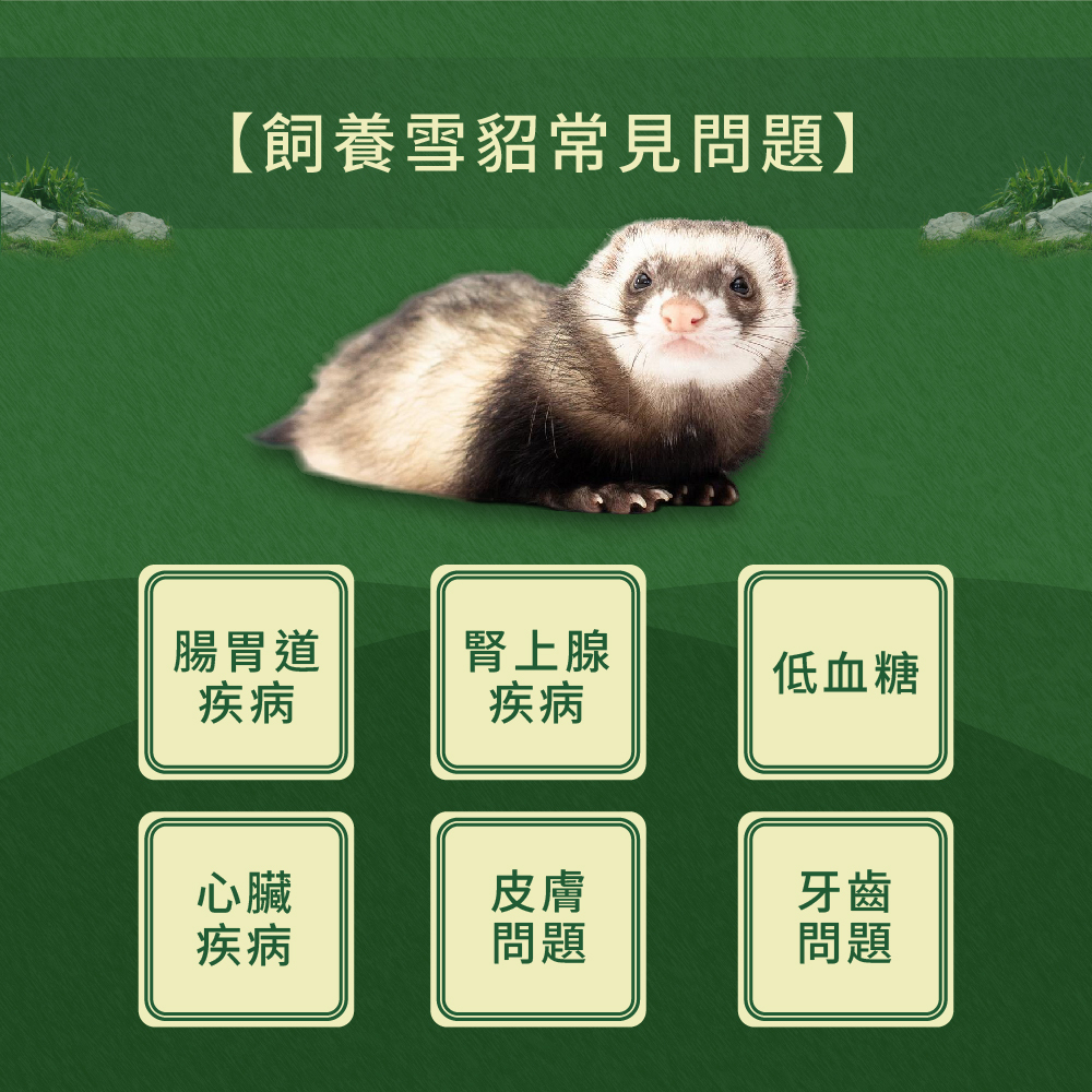 飼養雪貂會遇到的常見問題